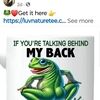 tgmyorkies